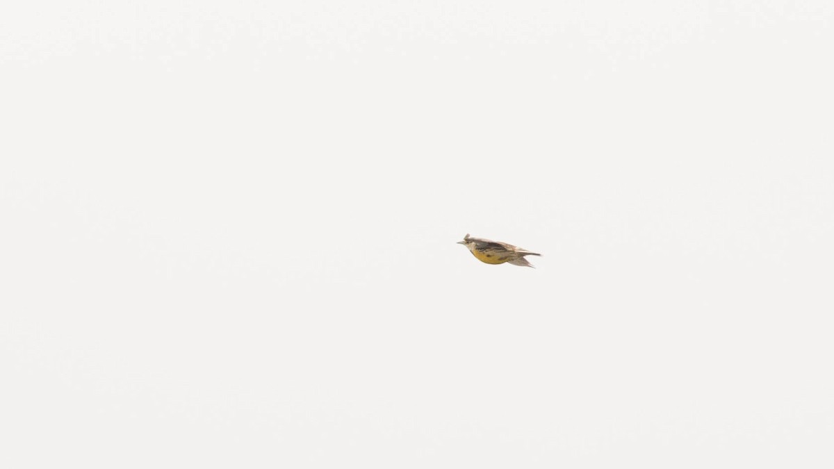 Eastern Meadowlark (Eastern) - ML150914111