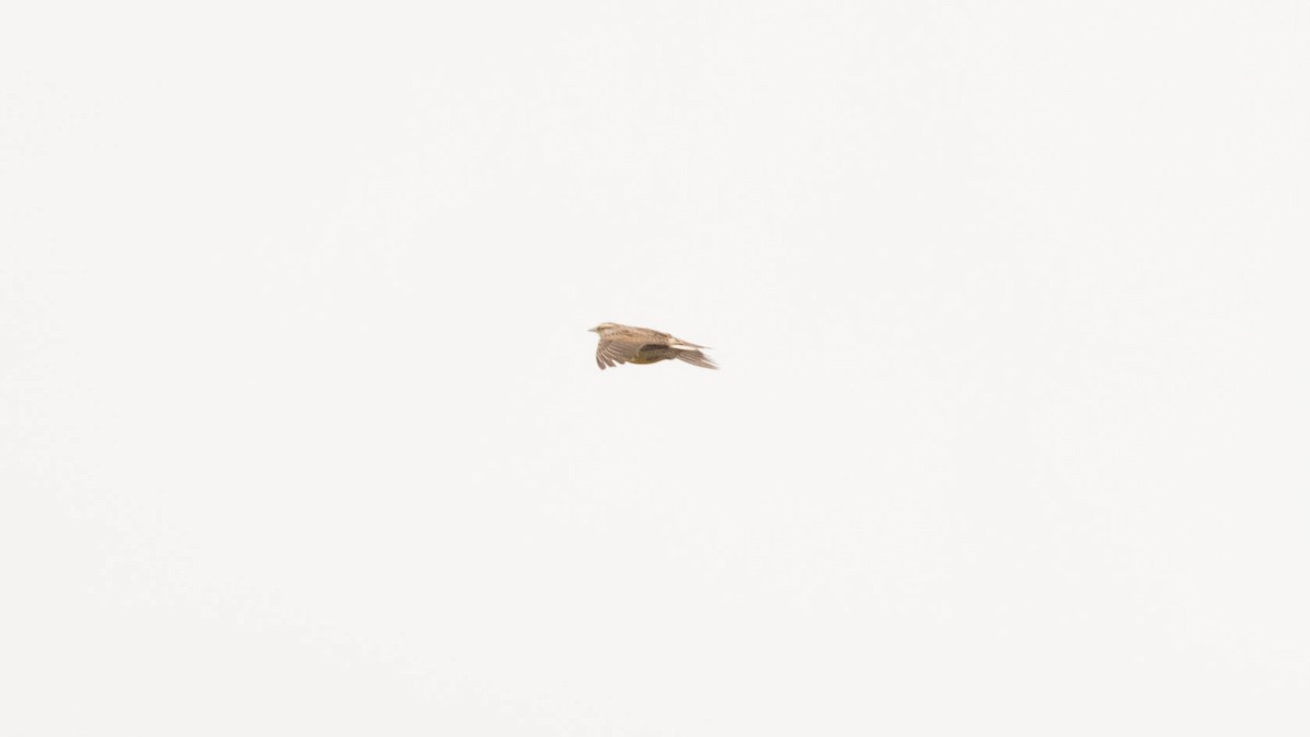Eastern Meadowlark (Eastern) - Erik Nielsen