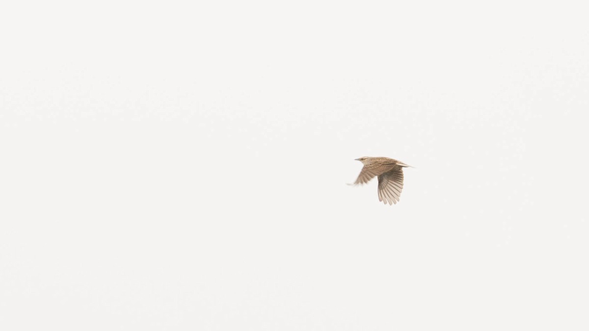 Eastern Meadowlark (Eastern) - Erik Nielsen