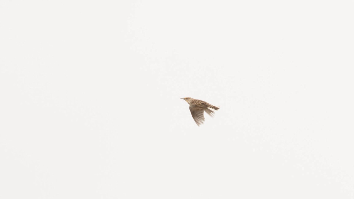 Eastern Meadowlark (Eastern) - ML150914171