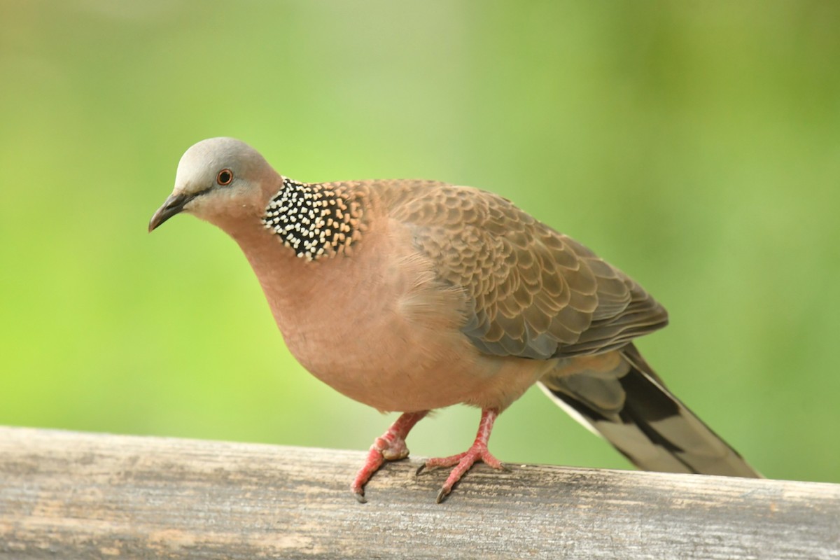 Spotted Dove - Qin Huang
