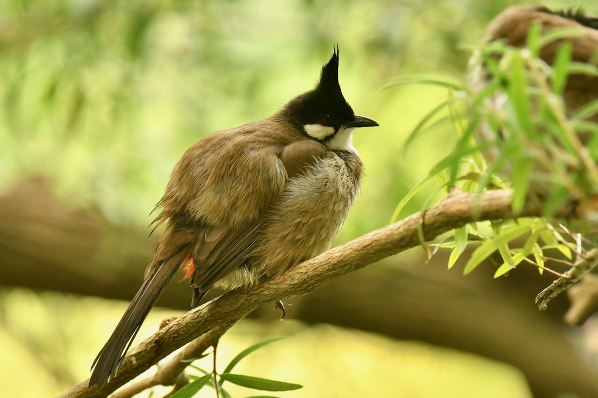 Red-whiskered Bulbul - Qin Huang