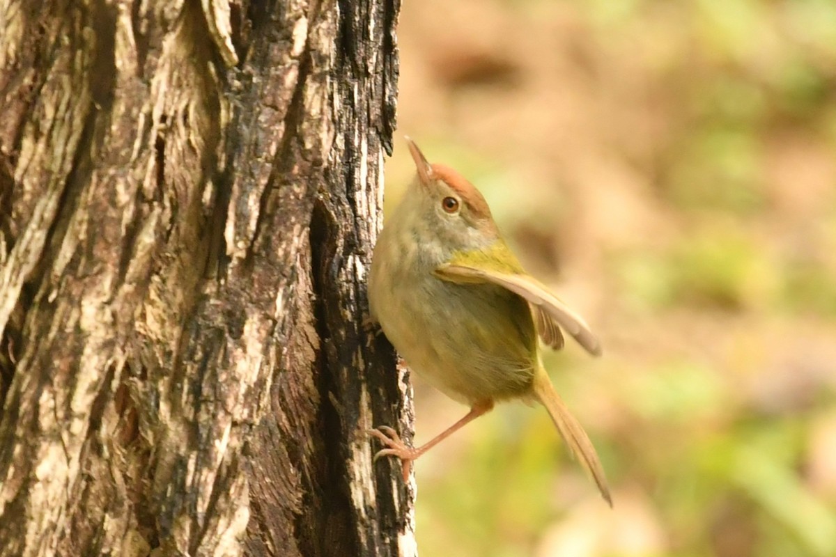 Common Tailorbird - Qin Huang
