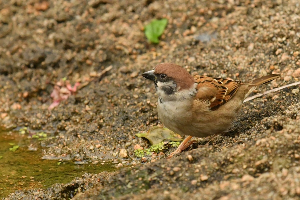 Eurasian Tree Sparrow - Qin Huang