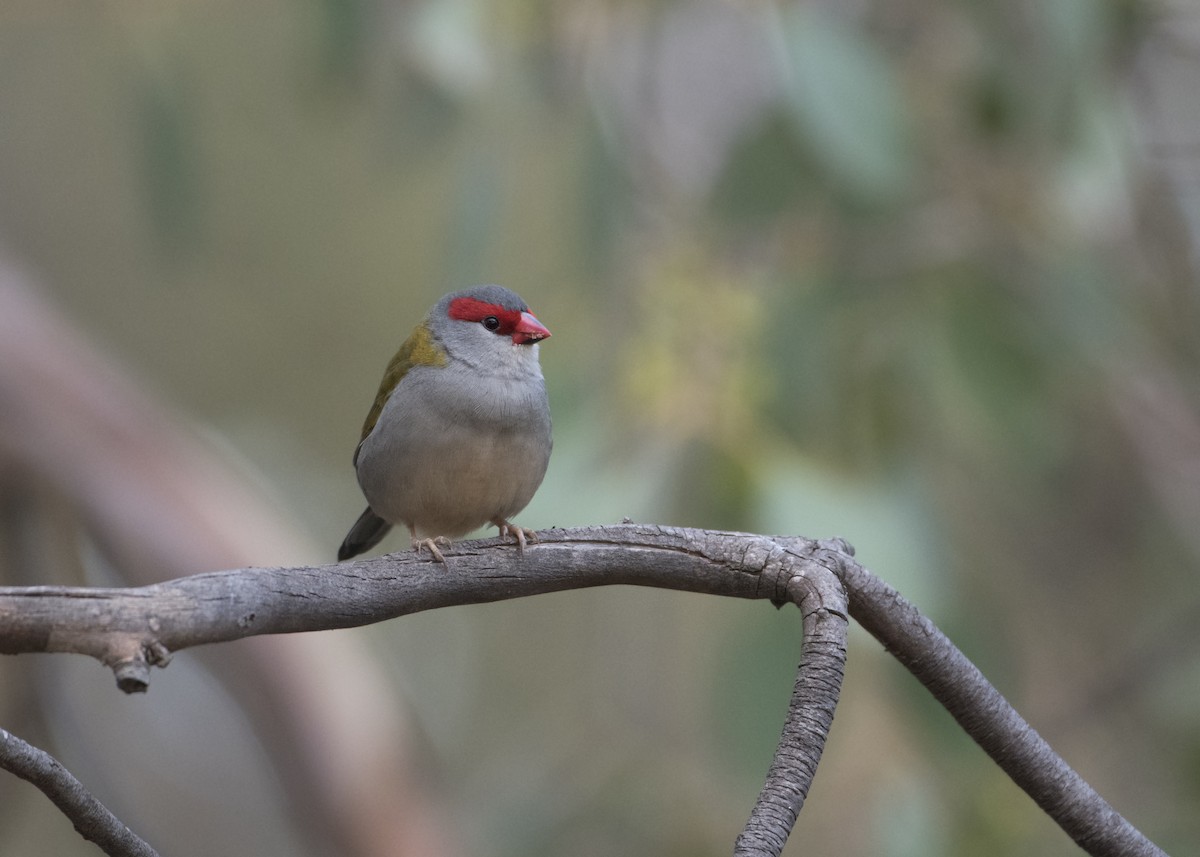 Red-browed Firetail - ML150917671