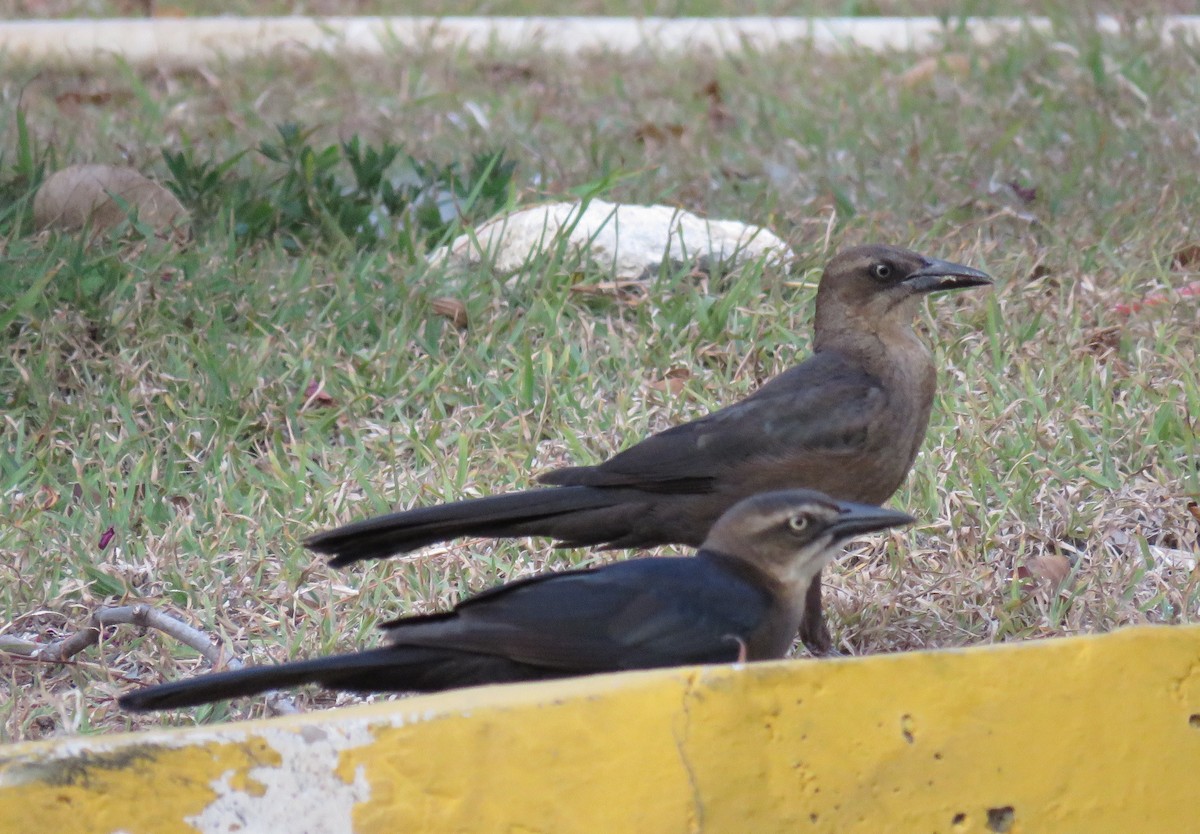 Great-tailed Grackle - ML150918111