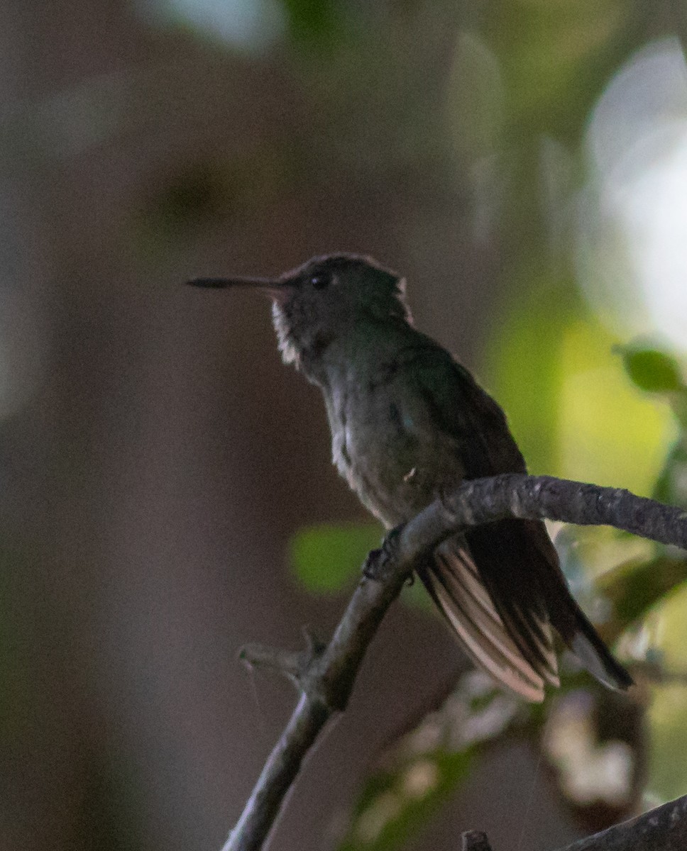 Scaly-breasted Hummingbird - Oliver Burton