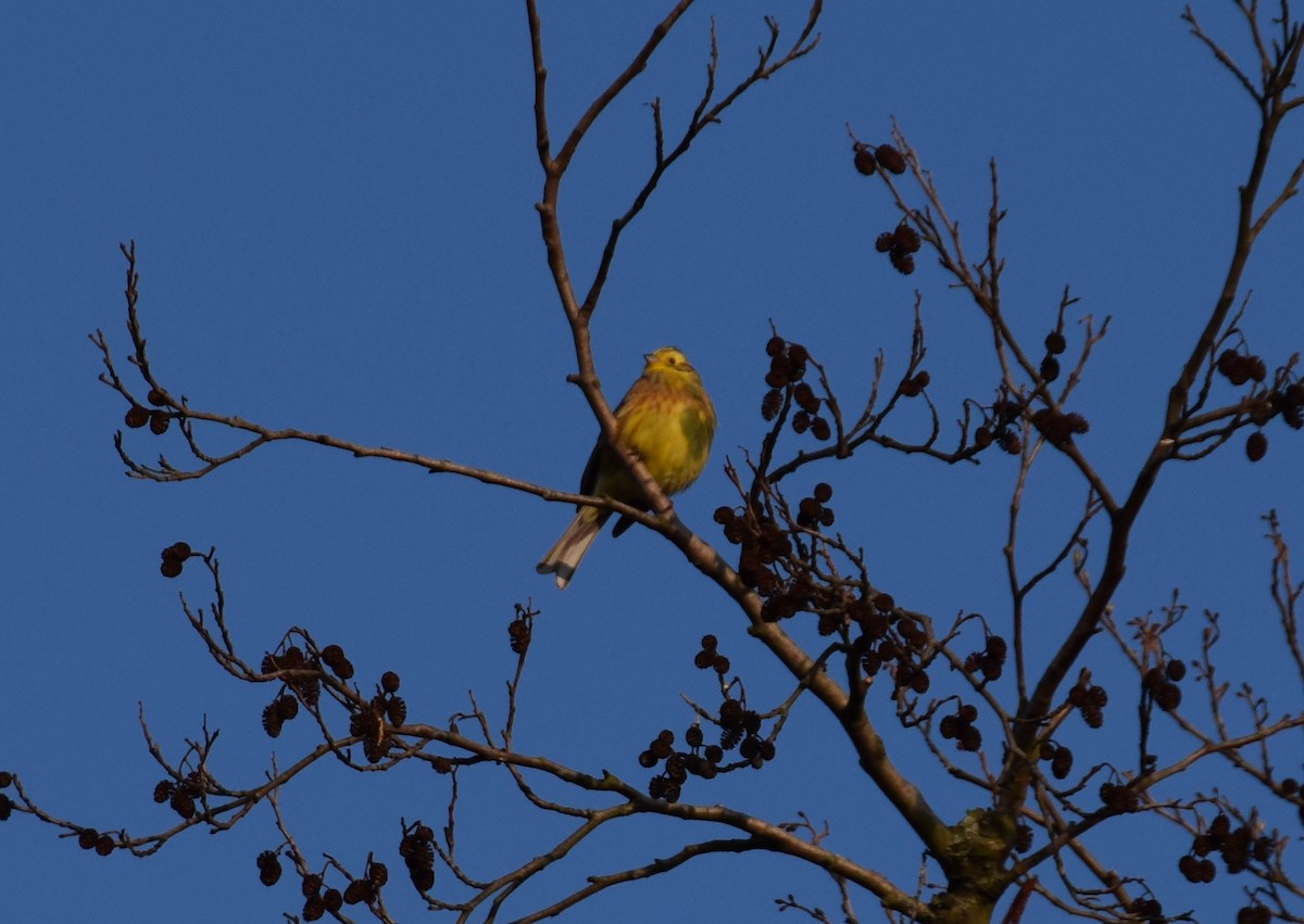 Yellowhammer - A Emmerson