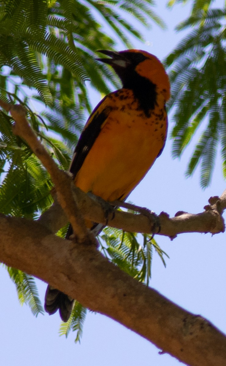 Spot-breasted Oriole - ML150919461