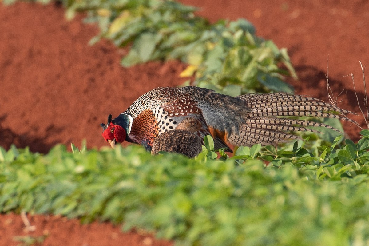 Ring-necked Pheasant - H Chen-Cheng