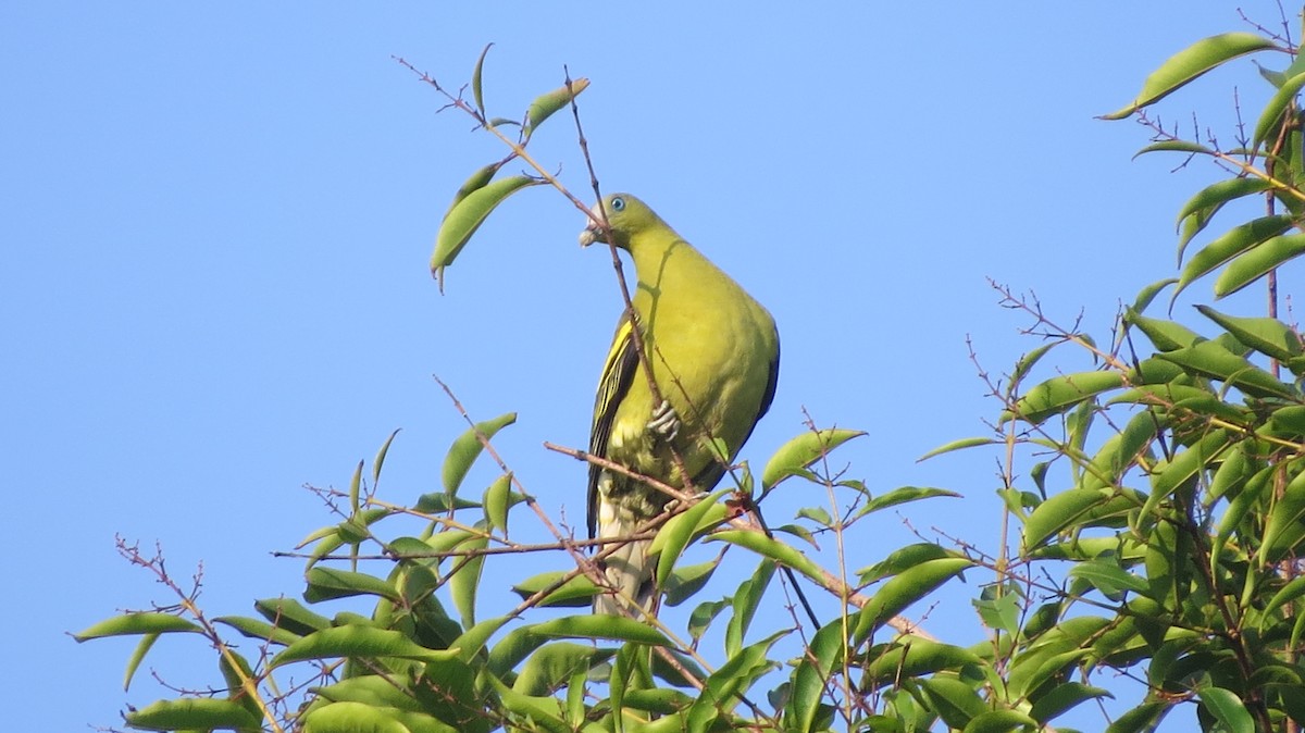 Philippine Green-Pigeon - ML150921691