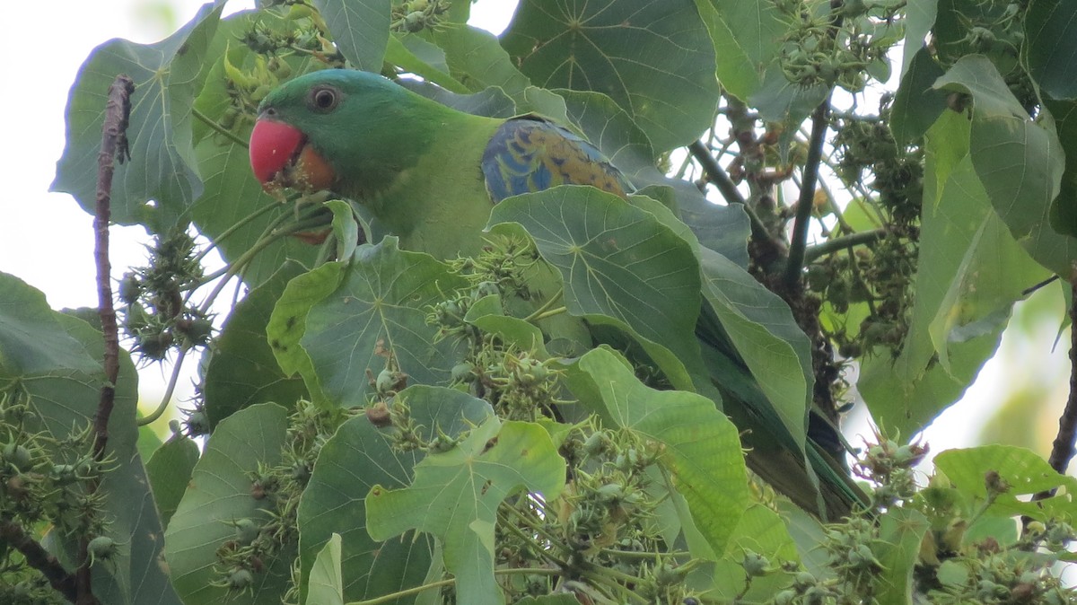 Blue-naped Parrot - Riza Melicor