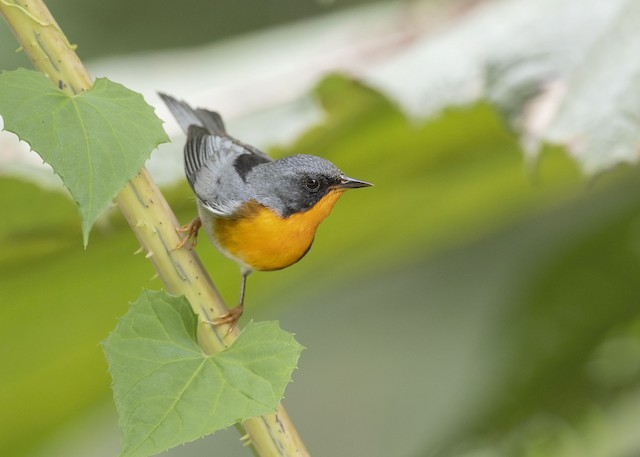 Flame-throated Warbler - eBird