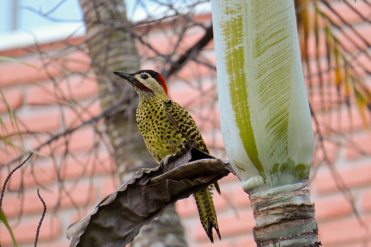 Green-barred Woodpecker - Lys Souza