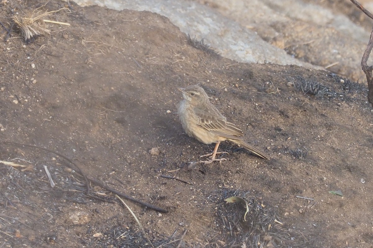 Long-billed Pipit - Jessie Barry