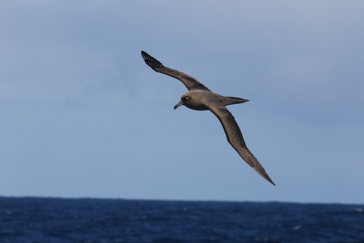 albatros hnědý - ML150926971