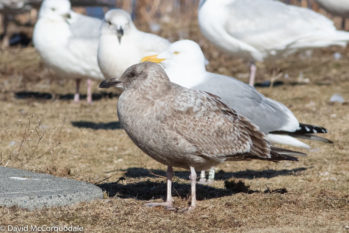 Herring Gull (American) - ML150928191