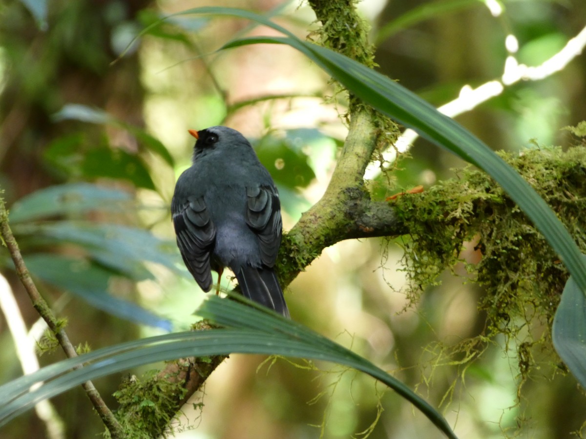 Black-faced Solitaire - ML150929321