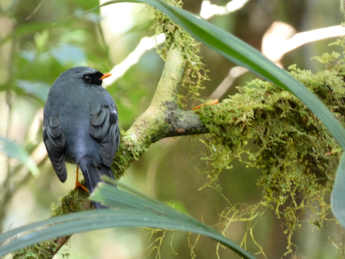 Black-faced Solitaire - ML150929331