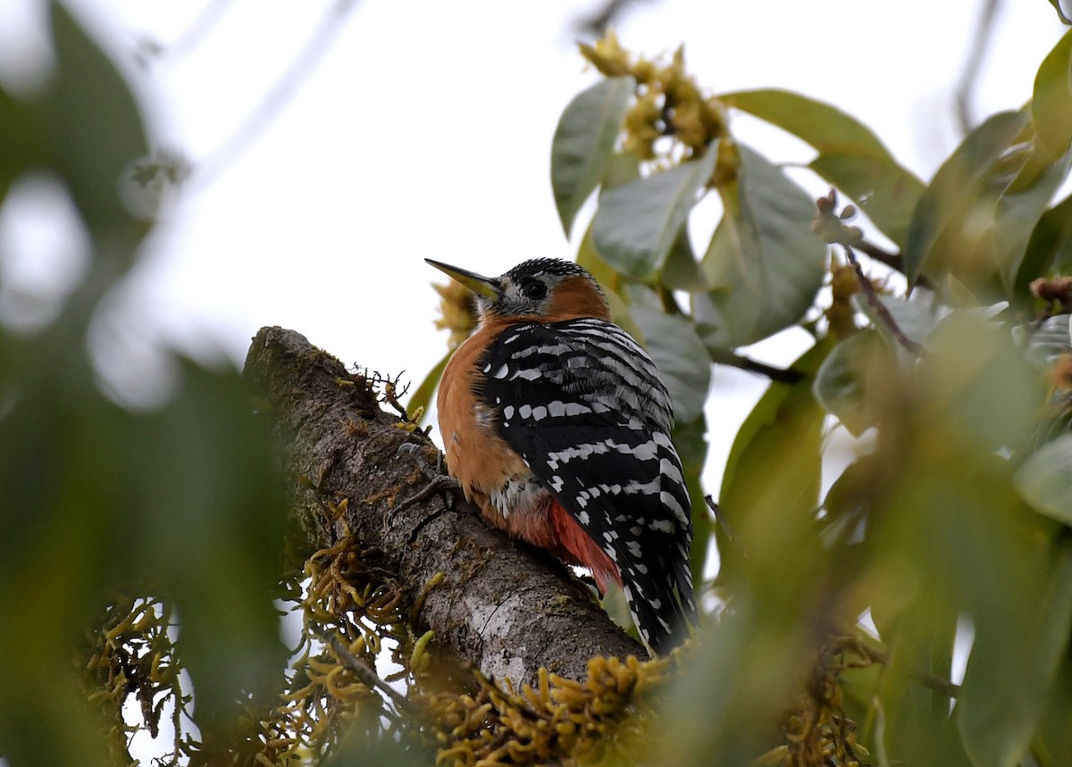 Rufous-bellied Woodpecker - ML150929451