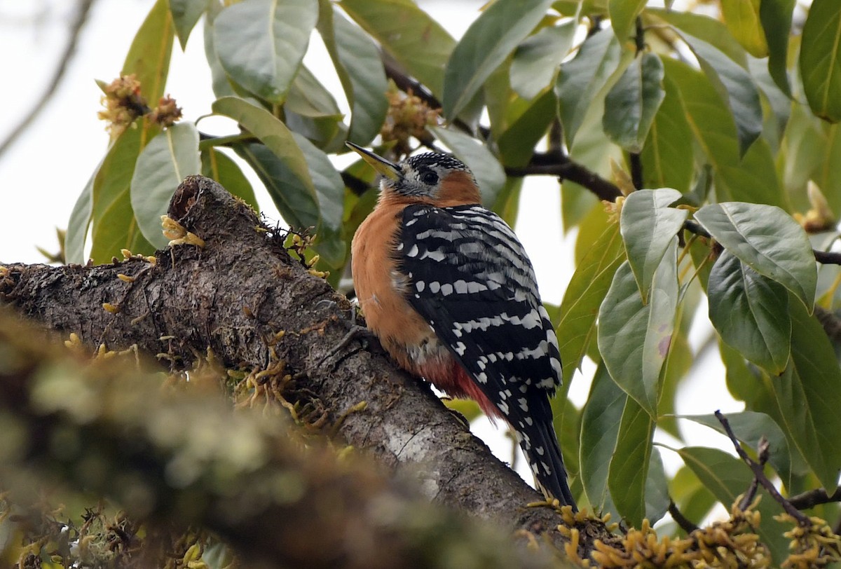 Rufous-bellied Woodpecker - ML150929461