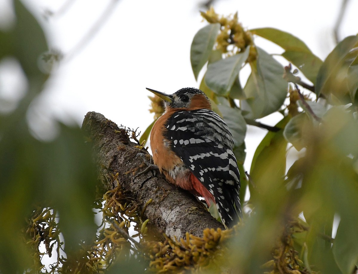 Rufous-bellied Woodpecker - ML150929481