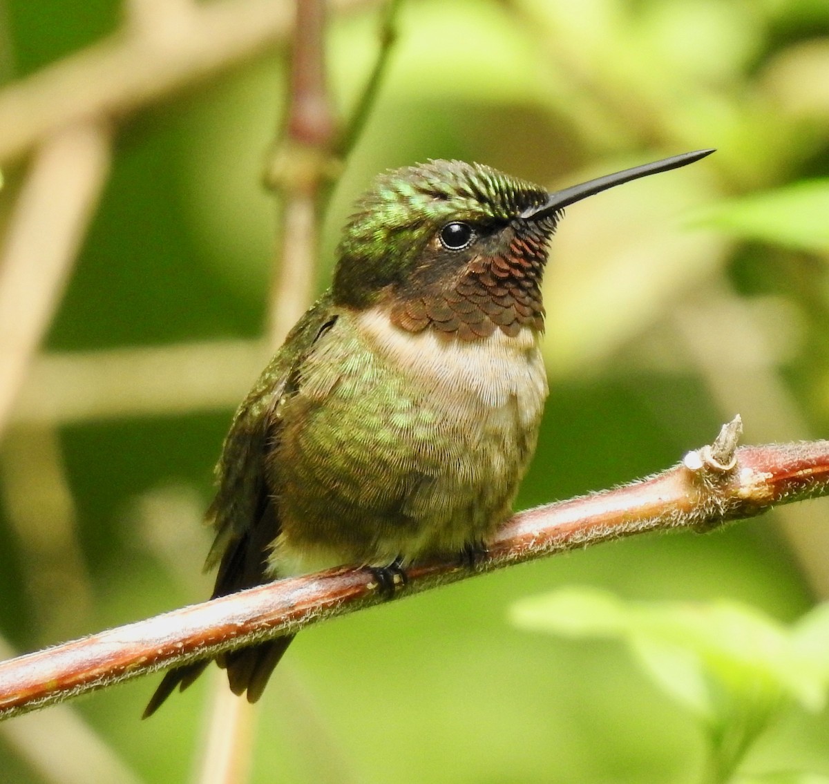 Ruby-throated Hummingbird - ML150934911