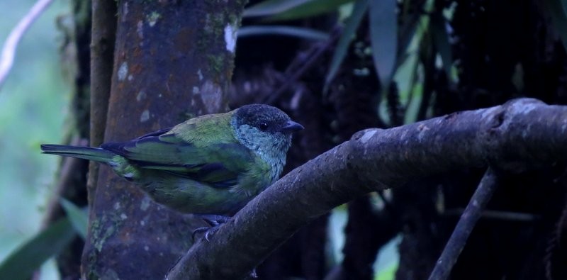 Black-capped Tanager - ML150936881