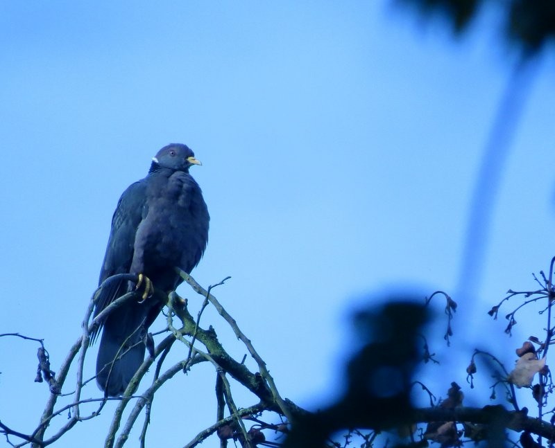 Band-tailed Pigeon - ML150937461
