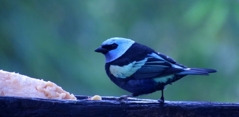 Blue-necked Tanager - ML150937521