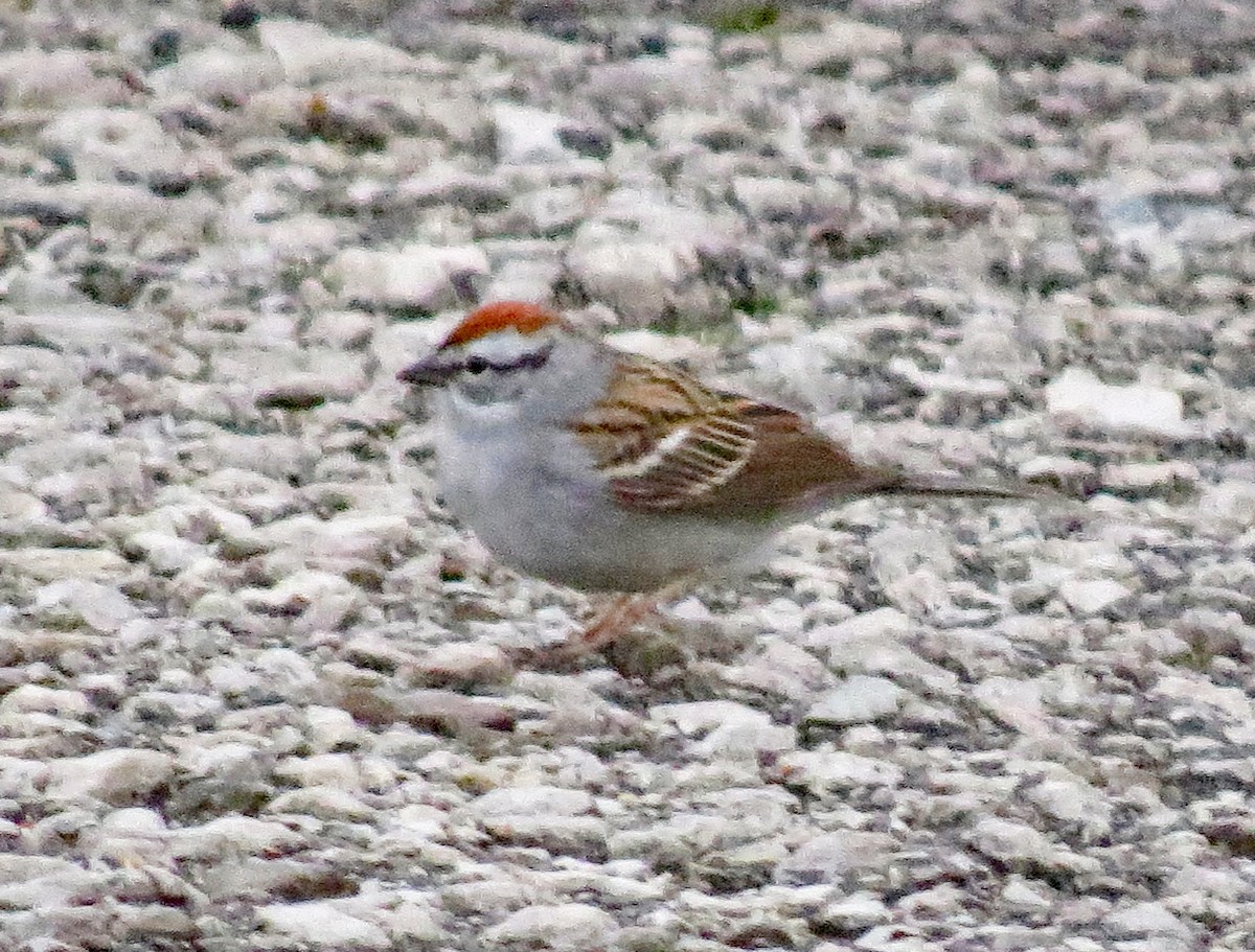 Chipping Sparrow - ML150939361