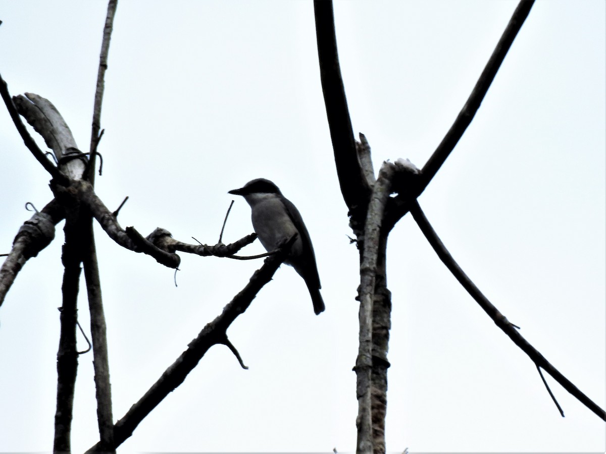 Black-winged Flycatcher-shrike - Tuck Hong Tang