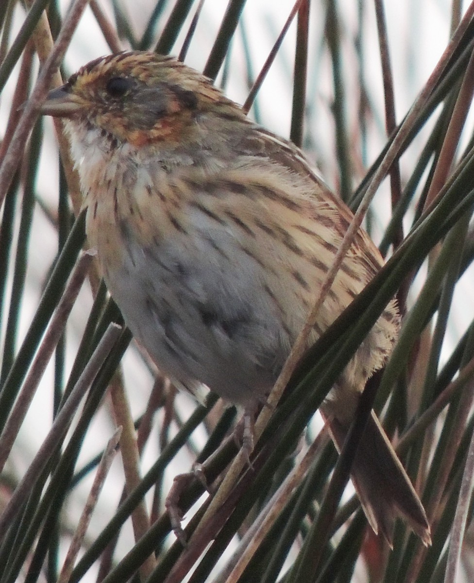 Saltmarsh Sparrow - Christine Stoughton Root