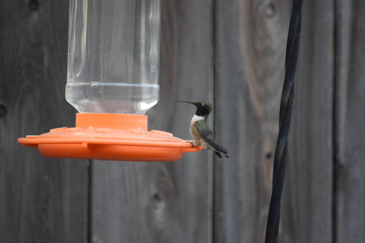 Black-chinned Hummingbird - Carolyn Harris