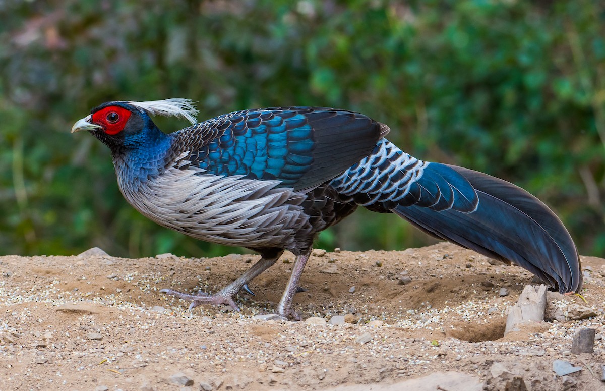 ML150943741 - Kalij Pheasant - Macaulay Library