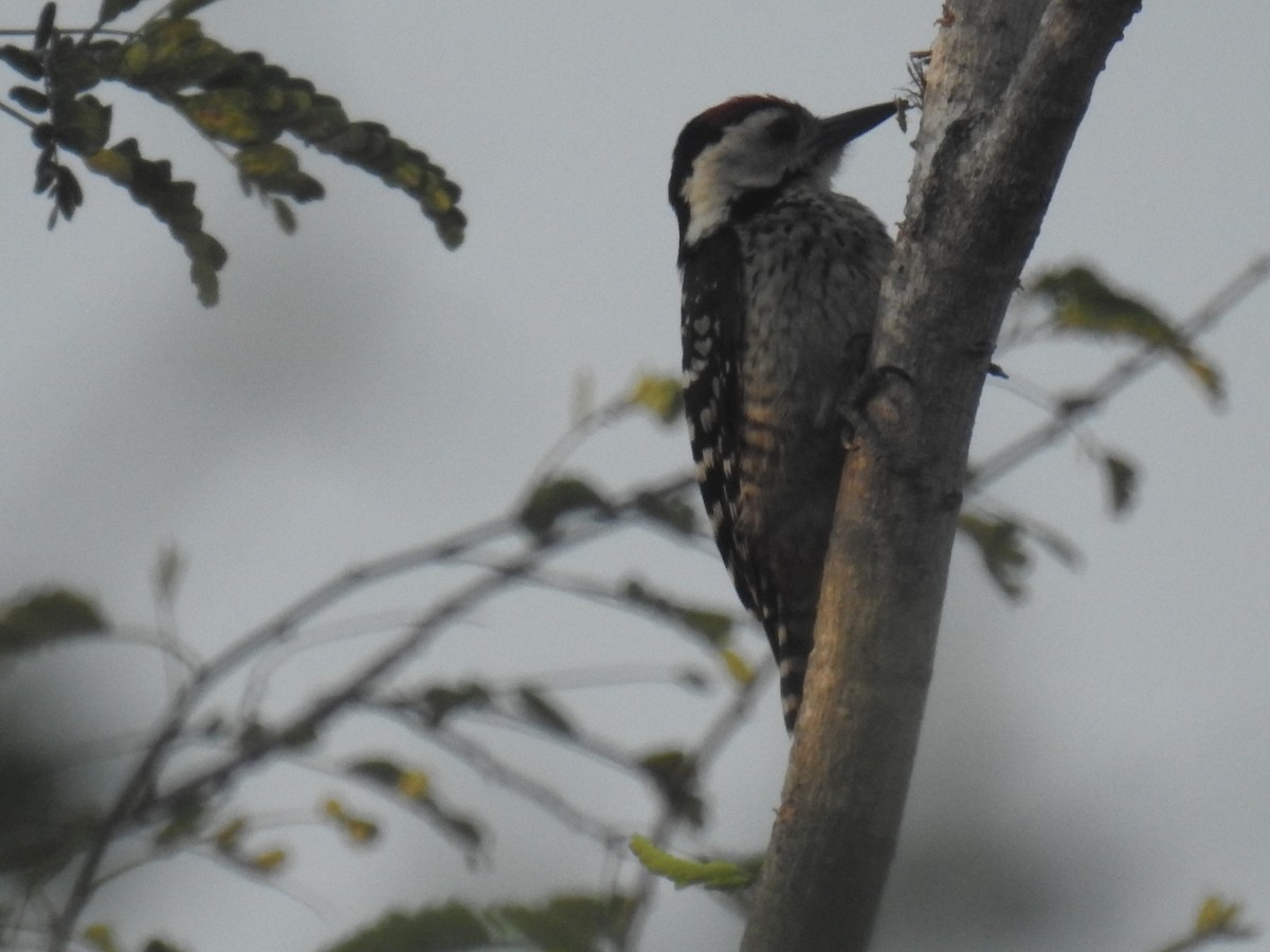 Freckle-breasted Woodpecker - John Finch
