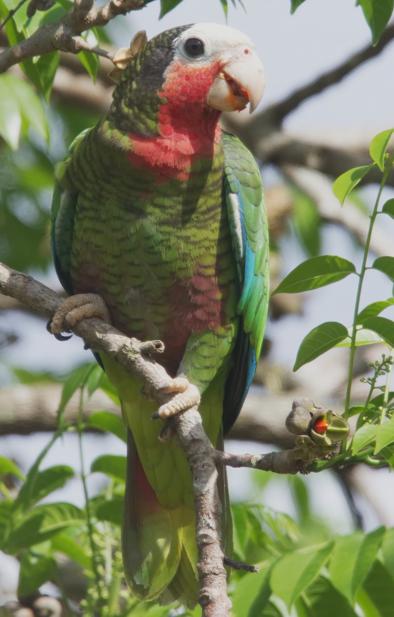 Cuban Parrot (Cuban) - ML150944271