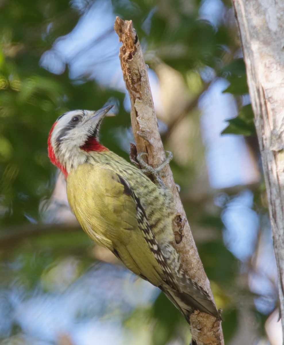 Cuban Green Woodpecker - Forrest Rowland