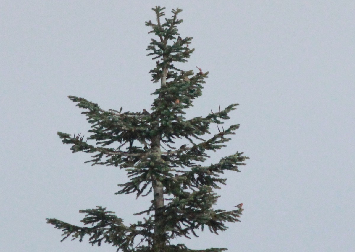 White-winged Crossbill - Uday Sant