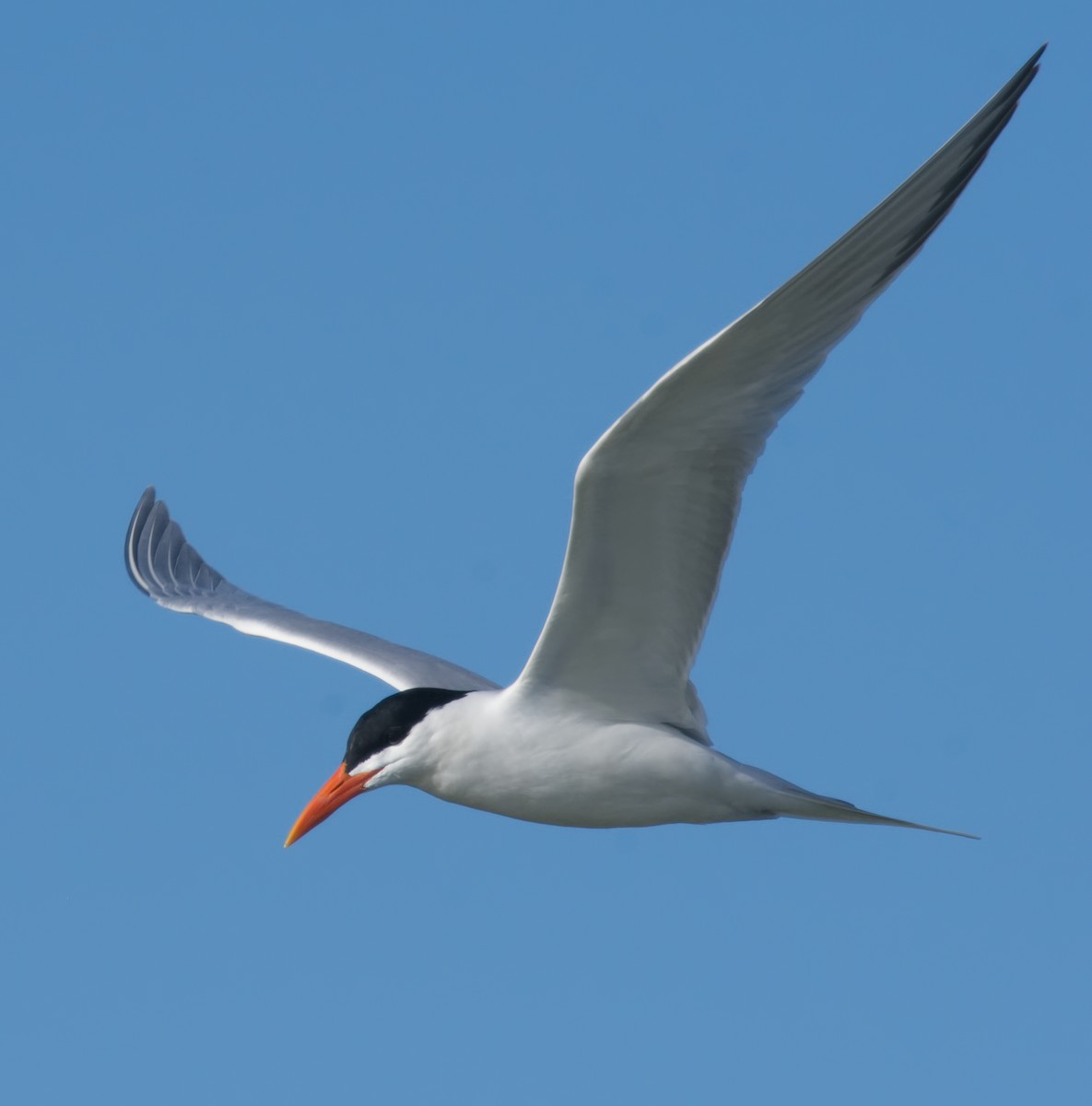 Royal Tern - Forrest Rowland
