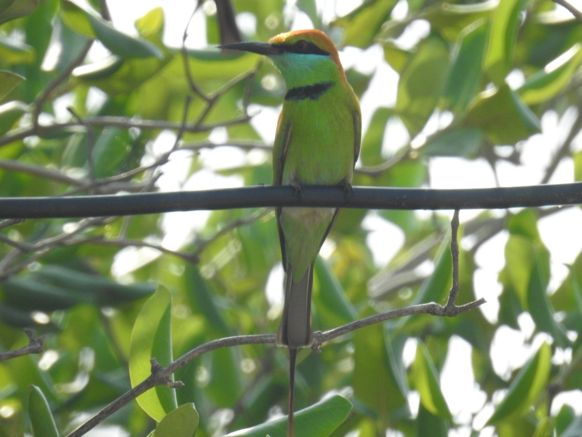 Asian Green Bee-eater - ML150945591