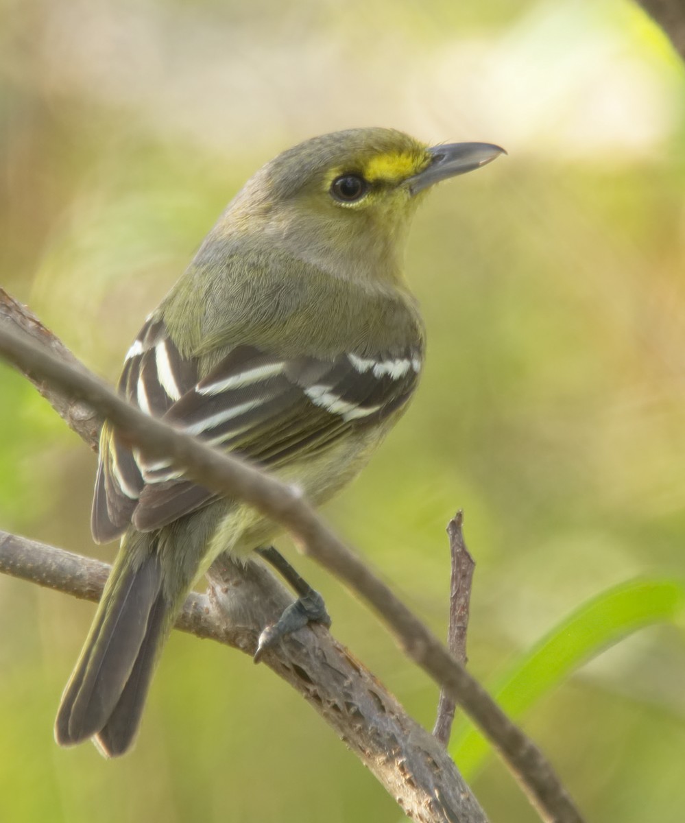 Thick-billed Vireo - ML150945821