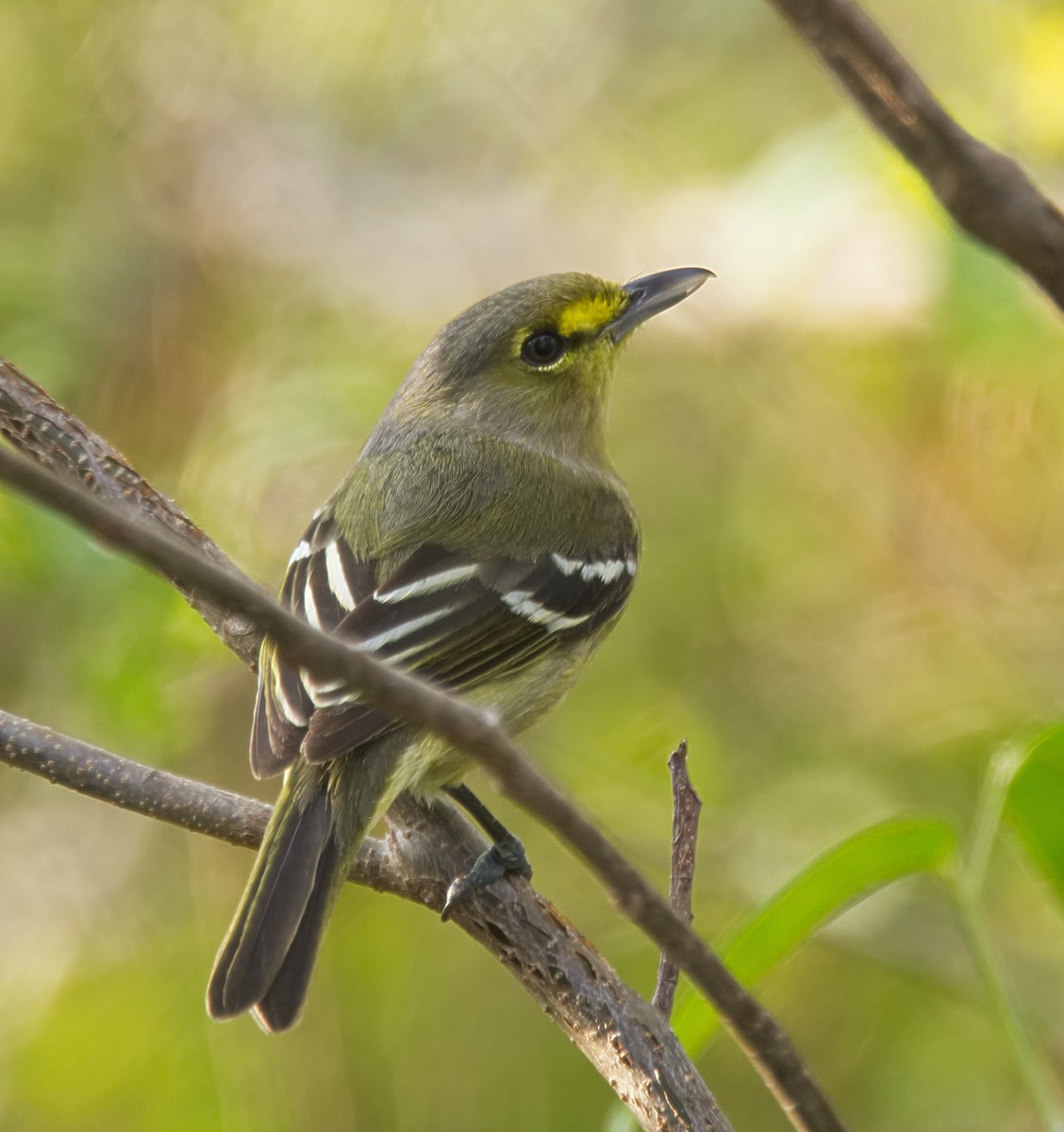 Thick-billed Vireo - ML150945851