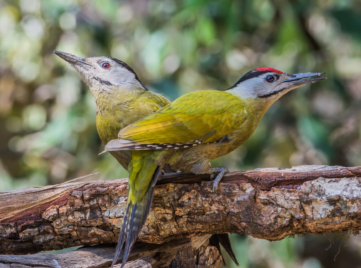 Gray-headed Woodpecker - Arunava Bhattacharjee