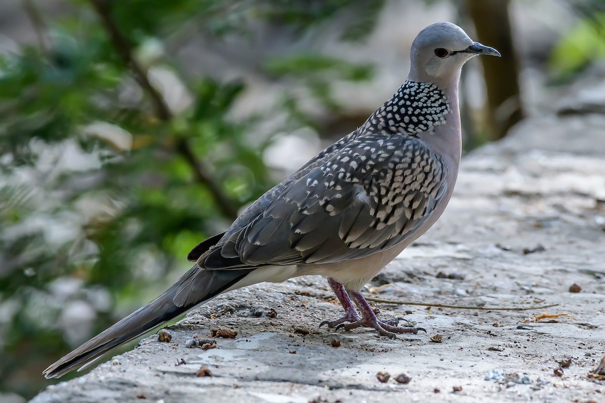 Spotted Dove - Nitin Chandra