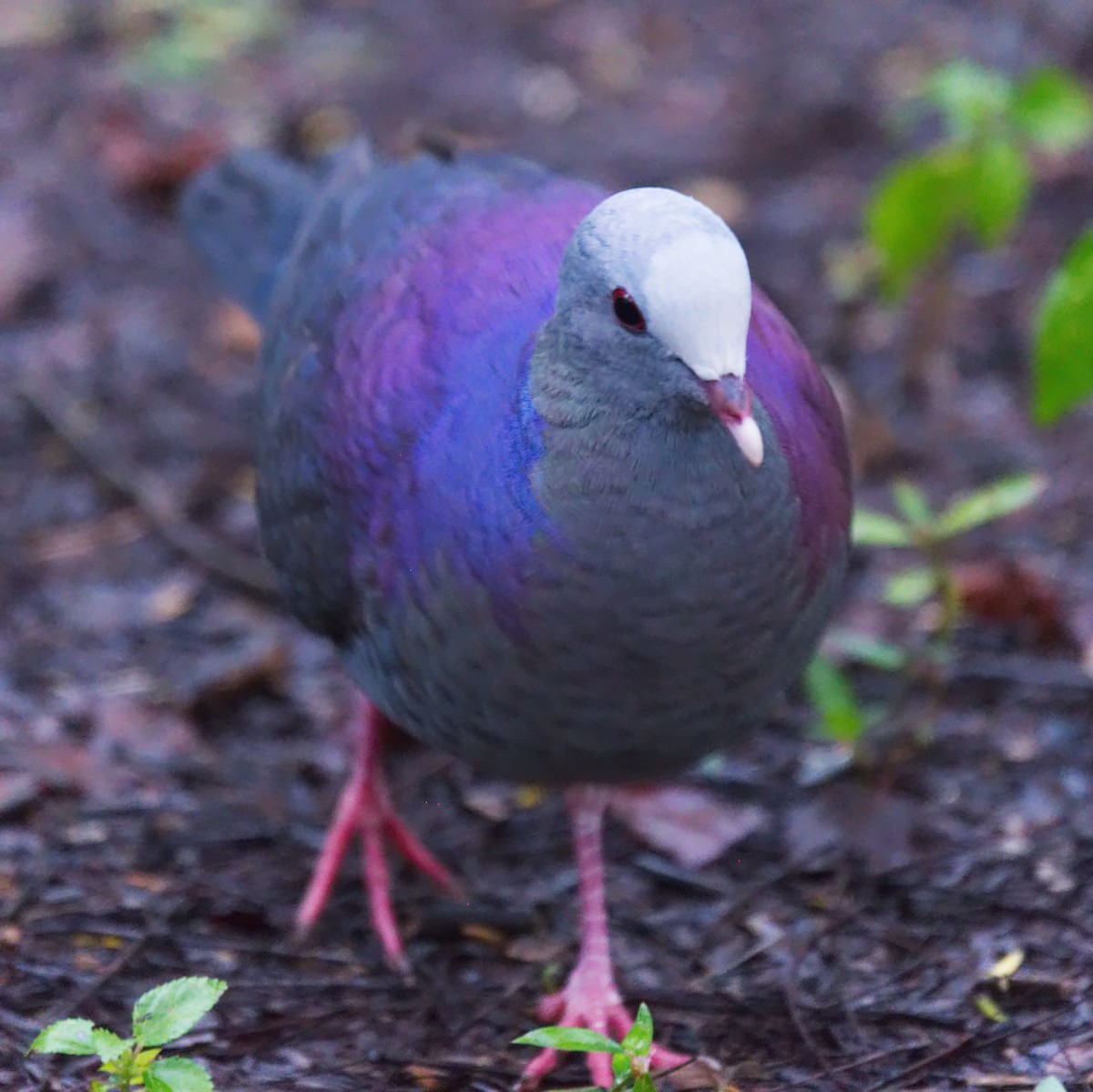 Gray-fronted Quail-Dove - Forrest Rowland