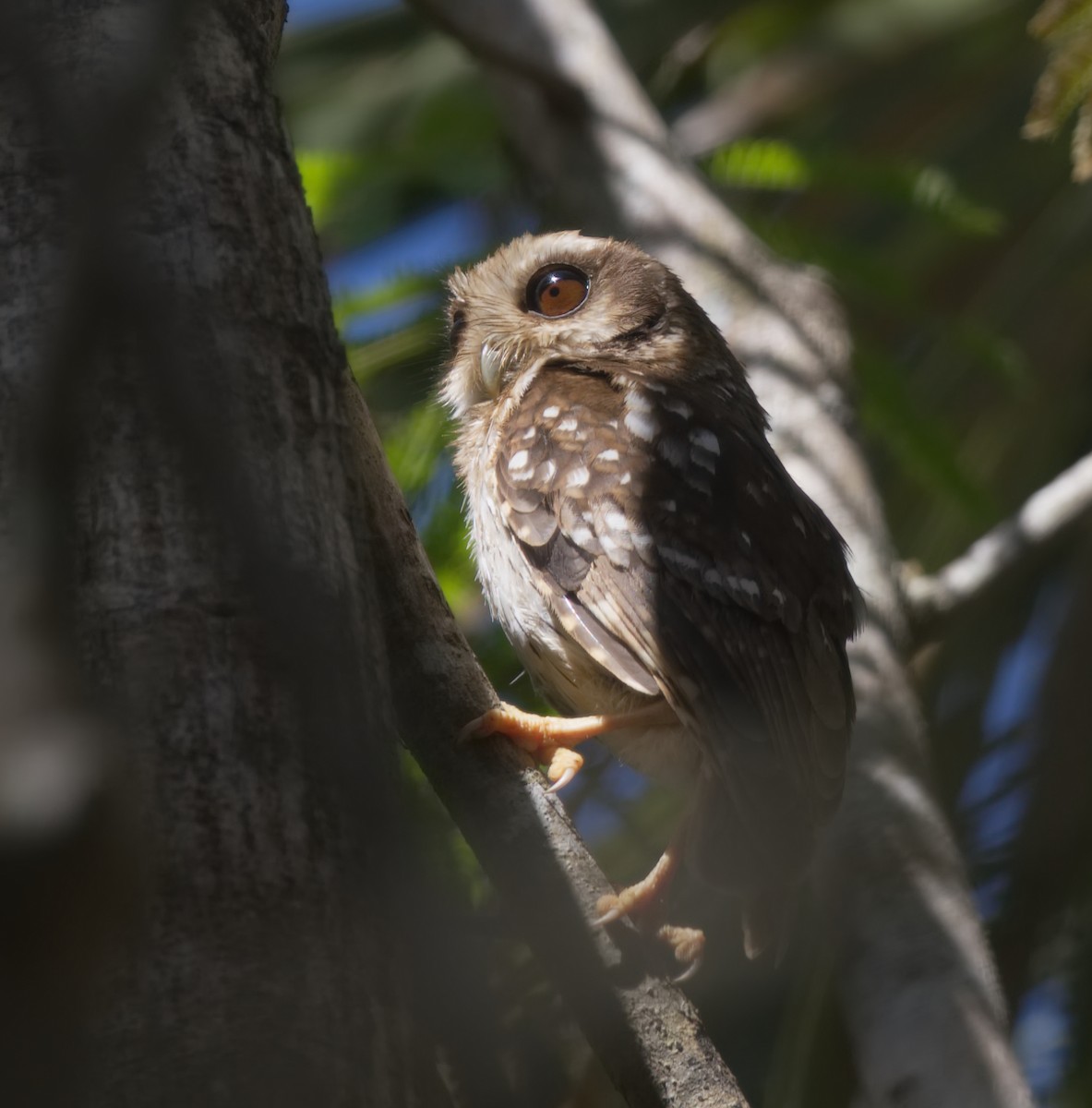 Bare-legged Owl - Forrest Rowland
