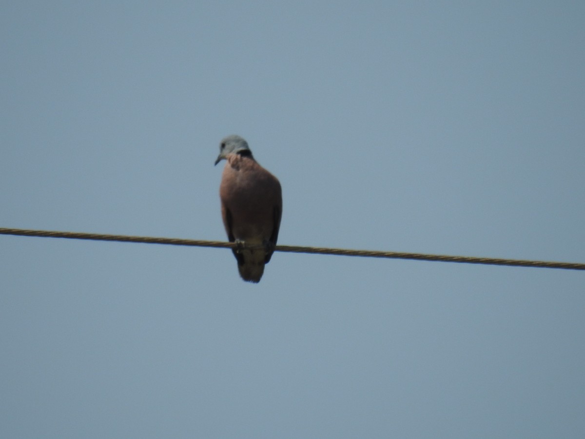 Red Collared-Dove - ML150947911