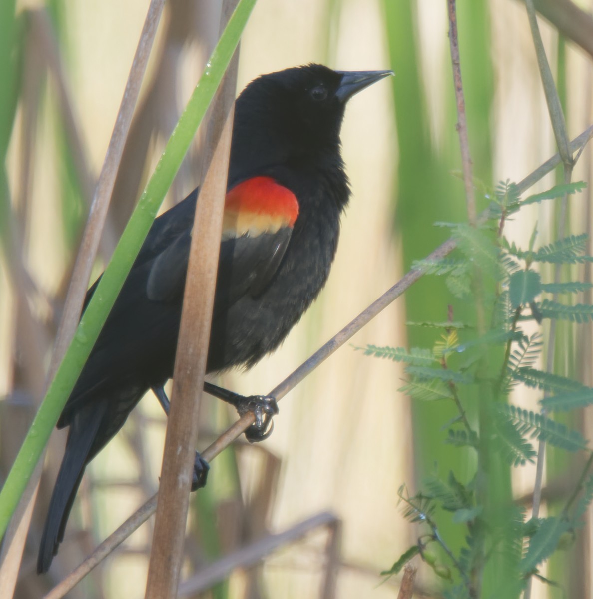 Red-shouldered Blackbird - ML150948061