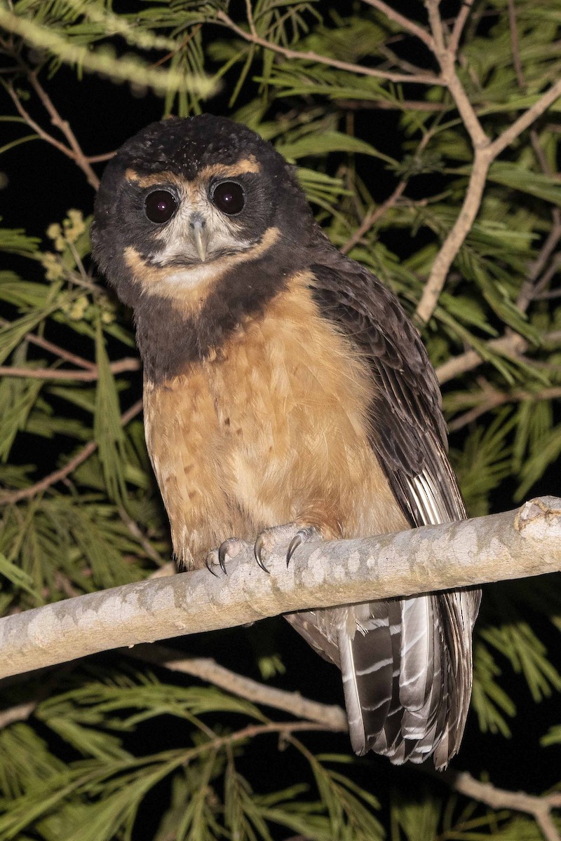 Tawny-browed Owl - Carlos Moura